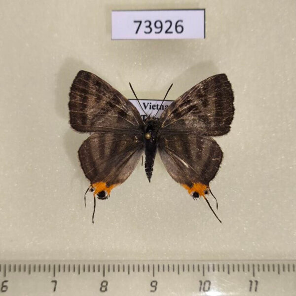 Lycaenidae Cigaritis seliga seliga f Vietnam