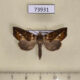 73931p Noctuidae Plusiodonta ramlii Vietnam $12