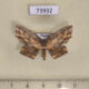 73932p Drepanidae Phalacra buchsbaumi Vietnam $8