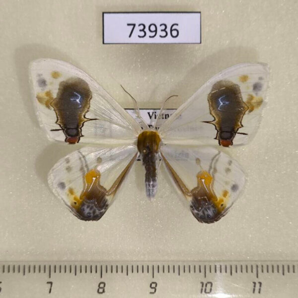Drepanidae Macrocilix maia Vietnam