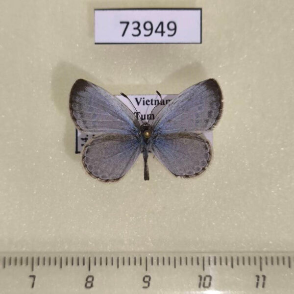Lycaenidae Pseudozizeeria maha maha Vietnam