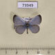 73949p Lycaenidae Pseudozizeeria maha maha Vietnam $7