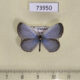 73950p Lycaenidae Pseudozizeeria maha maha Vietnam $7