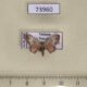 73960p Noctuidae Cerynea sp Vietnam $10