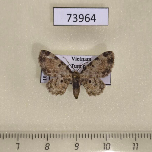 Geometridae sp. Vietnam