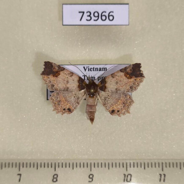 Noctuidae Tamba apicata Vietnam