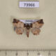 73966p Noctuidae Tamba apicata Vietnam $14