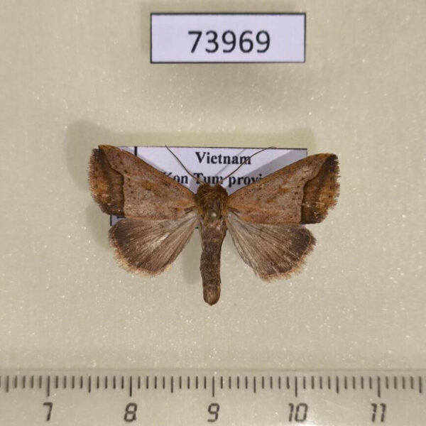 Noctuidae Bocula sp. Vietnam