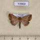73969p Noctuidae Bocula sp. Vietnam $5