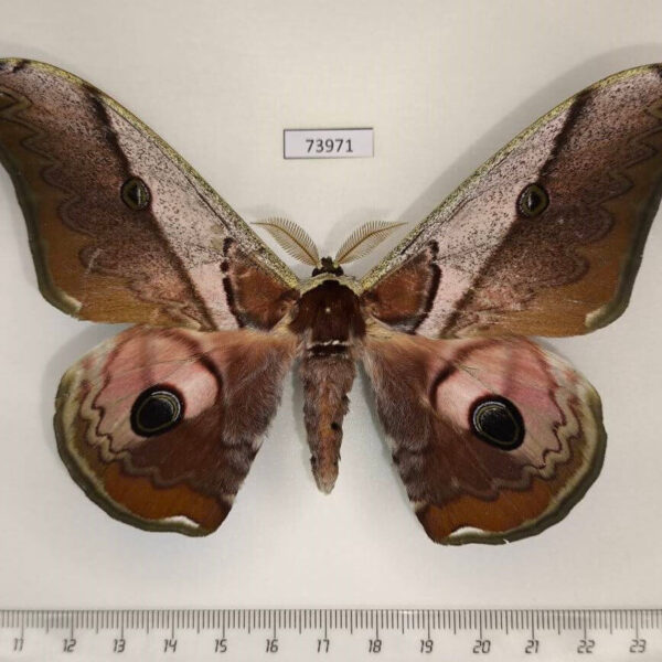 Saturniidae Rinaca simla Vietnam