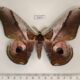 73971p Saturniidae Rinaca simla Vietnam $25