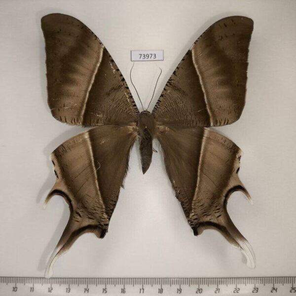 Uraniidae Lyssa zampa Vietnam