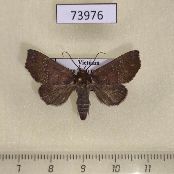 Noctuidae Savara pallidapex Vietnam
