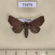 73976p Noctuidae Savara pallidapex Vietnam $9
