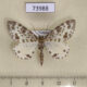 73988p Geometridae Dilophodes elegans Vietnam $6