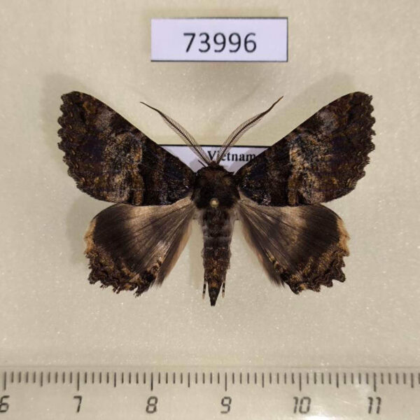 Noctuidae Daddala lucilla Vietnam