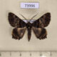 73996p Noctuidae Daddala lucilla Vietnam $8