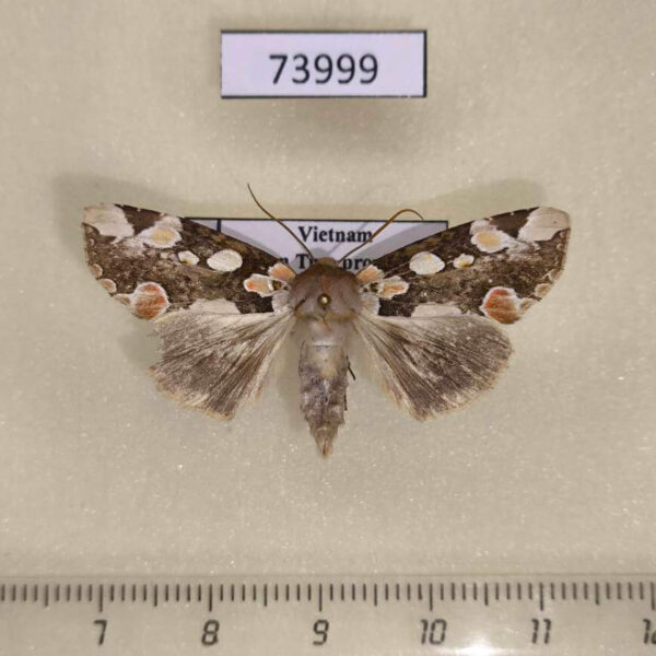 Thyatiridae Horithyatira decorata Vietnam