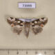 73999p Thyatiridae Horithyatira decorata Vietnam $12