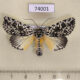 74001p Noctuidae Trichosea champa Vietnam $10