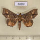 74002p Noctuidae Lopharthrum comprimens Vietnam $12