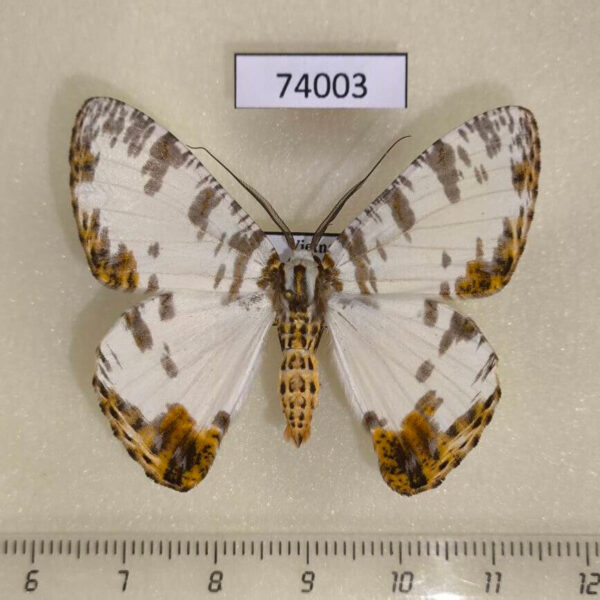 Geometridae Pachyodes amplificata Vietnam