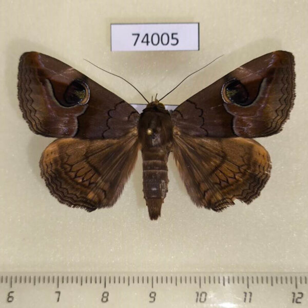 Noctuidae Ommatophora luminosa Vietnam