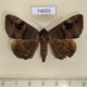 74005p Noctuidae Ommatophora luminosa Vietnam $10