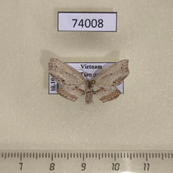 Drepanidae Gogana tenera Vietnam
