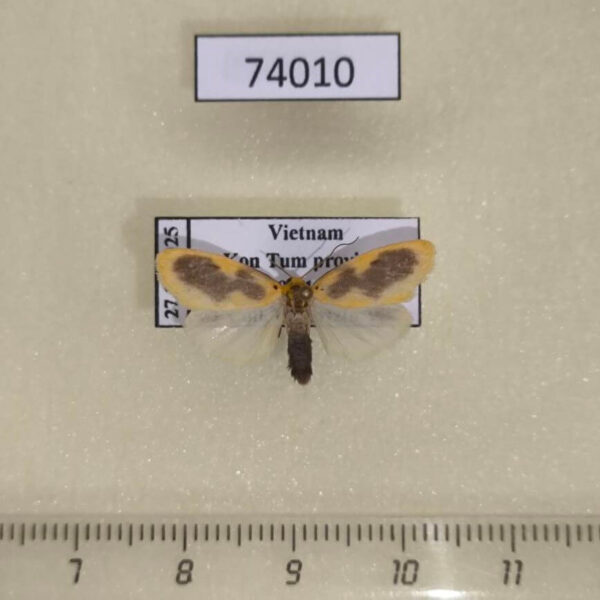 Arctiidae Miltochrista undulata Vietnam