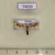 74010p Arctiidae Miltochrista undulata Vietnam $8