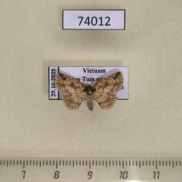 Noctuidae Boletobiinae sp. Vietnam