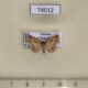 74012p Noctuidae Boletobiinae sp. Vietnam $18