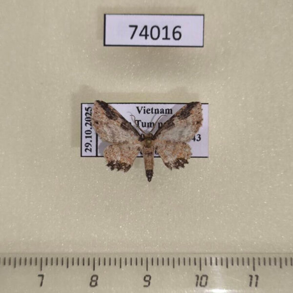 Geometridae Ziridava rufinigra Vietnam