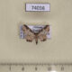 74016p Geometridae Ziridava rufinigra Vietnam $6