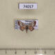 74017p Noctuidae Cerynea sp. Vietnam $10