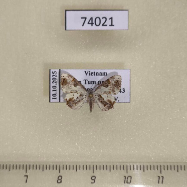 Uraniidae Europlema sp. Vietnam