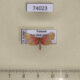 74023p Pyralidae sp. Vietnam $4