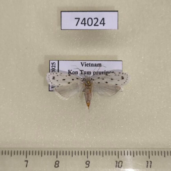 Depressariidae Scythropiodes scirbaria Vietnam