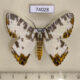 74028p Geometridae Pachyodes amplificata Vietnam $15
