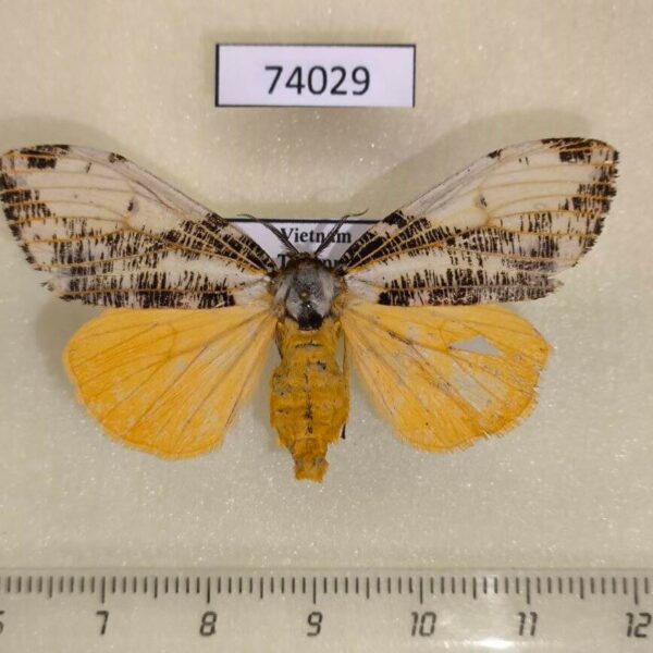 Lymantridae Locharna strigipennis f Vietnam