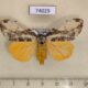 74029p Lymantridae Locharna strigipennis f Vietnam $25