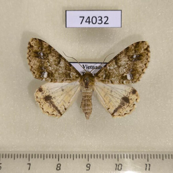Geometridae Arichanna albomacularia f Vietnam