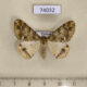 74032p Geometridae Arichanna albomacularia f Vietnam $7