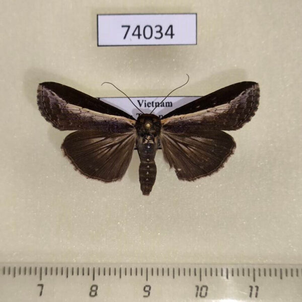Euteliidae Lophoptera squammigera Vietnam