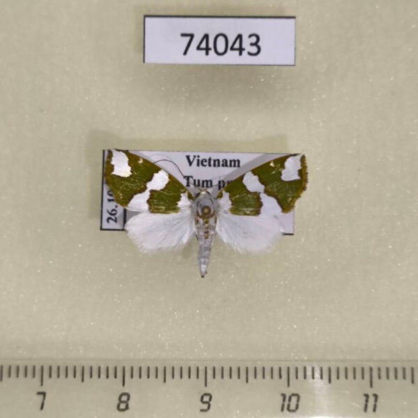 Noctuidae Ariolica peresa Vietnam