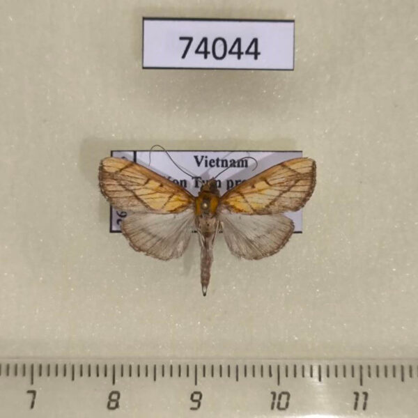 Crambidae Placosaris sp. Vietnam