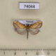 74044p Crambidae Placosaris sp. Vietnam $6