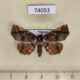 74053p Noctuidae Pangrapta chilana f Vietnam $13