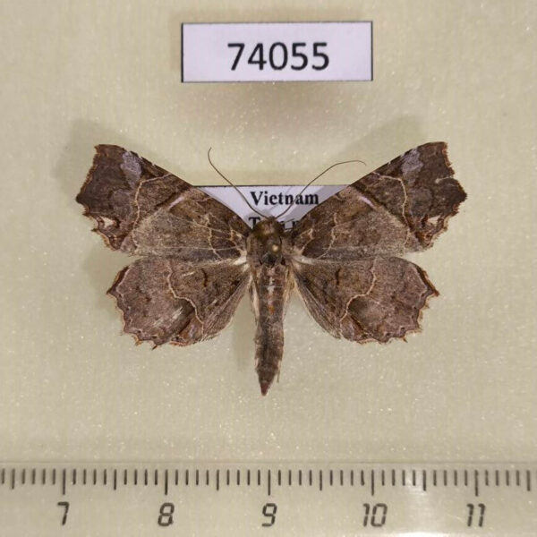Noctuidae Tamba diaphora Vietnam